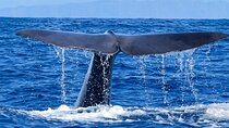 Responsible Whales and/or Dolphins Watching Tour