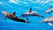 Dolphin House Samadai Reef Boat Snorkelling Trip from Marsa Alam