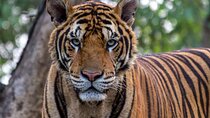 5 Days Delhi, Agra, Jaipur Tour With Ranthambhore