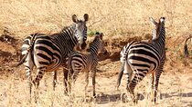 3day Amboseli Park Private safari 