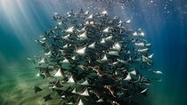 Open Ocean Safari and Whale Watching