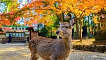 Morning Wonder World Heritage Nara Guided Tour