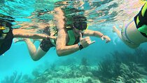 Swim with Turtles in Akumal + GoPro Photo Session 