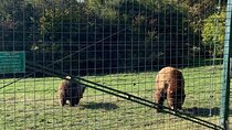 BV05 -Day Private Hiking Tour & Bear Watching in the Carpathians 