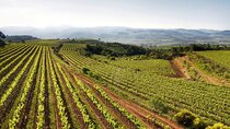 Corpinnat Penedes Sparkling Wine and Gastronomy Experience