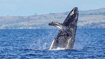 Humpback Whale Watching in Kailua-Kona Hawaii