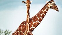 Cheetah ,Giraffe and wine tasting Experience 