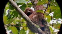 Arenal’s Best Sloth Tour: A Unique Wildlife Experience