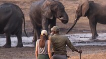 Safari Game Drive Zambezi National Park