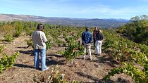 Madrid Winery Tour with Tasting & Sommelier Guide