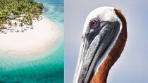 Samana Whale Watching + Cayo Levantado + Limon Waterfalls from Punta Cana Hotels