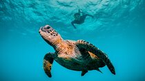5 Hours Daymaniyat Half Day Snorkeling Trip