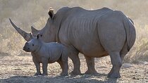 1 Night Big Five Safari Tour All Inclusive