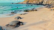 Maui’s Sea Turtles, Waterfalls and Road to Hana Adventure