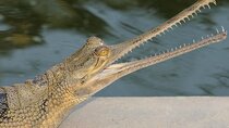 Delhi Agra Jaipur Tour With Chambal Safari 5 Days
