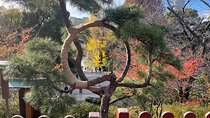 The Shogun Tour in Tokyo