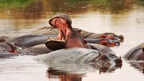 Northern Tanzania Wildlife Safari Photography