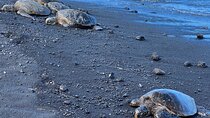 Private Big Island: Volcano, Waterfalls & Coffee Full-Day Tour
