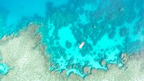 Half Day Outer Reef Snorkelling Tour from Port Douglas