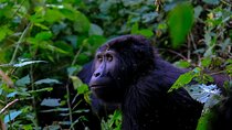  1 Day Gorilla Trekking 