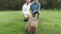 Private Wildlife Tour Wombats Kangaroos and Waterfalls