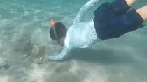 White Sand Beach Jaco Snorkel Adventure with Monkey Tour