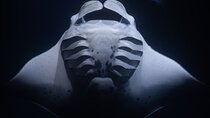 Night Manta Ray Snorkel + Free Videos