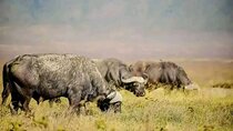 Two Days Safari Ngorongoro crater and Tarangire national park 