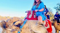 Agadir Camel Riding and flamingo river tour 