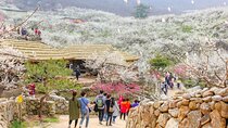 Gwangyang Maewha Flower and Jeonju Hanok Village Tour from Seoul