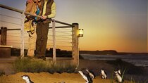 Phillip Island & Penguin Parade Afternoon Eco Tour from Melbourne