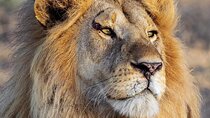 3 Day Safari to Serengeti National Park and Ngorongoro Crater