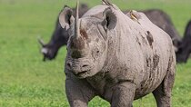 3 Day Serengeti and Ngorongoro Tour