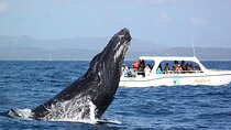 Excursion to Samaná, Whales and El Limón Waterfall from Punta Cana