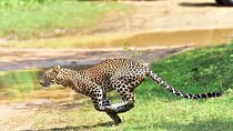 Wilpattu Half Day Safari from Sigiriya 