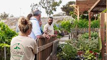 Santorini Sightseeing Tour and Farm Lunch Experience