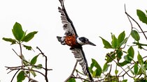 Half Day Tour Churute Mangroves and Bird Watching from Guayaquil