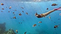 Kona Snorkeling Adventure Open Charter
