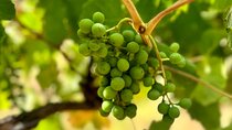 Private Yarra Valley Winery & Healesville Sanctuary Tours
