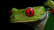 Tour / Night Walk La Fortuna