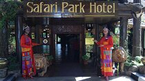 Birthday Dinner Surprise and Cat Dance at Safari Park Hotel