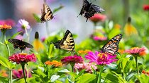 Dubai Butterfly Garden with Optional Pick Up Drop Off