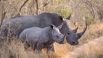  2 Days Safari Adventure to Ol Pejeta Conservancy