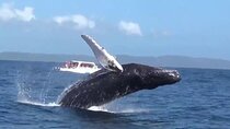 Samaná Whale Tour with Lunch from Santo Domingo