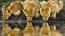 Discover the World's Latest Updates on 2 day Tanzania Safari Tour