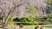 Kyoto & Nara: Nara Park, Fushimi Inari & Arashiyama Day Trip 