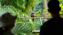 Manuel Antonio Esquipulas Birdwatching Tour