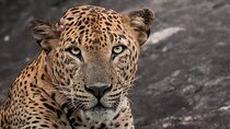 Half Day trip in Yala National Park