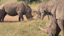 Nairobi National Park Half Day Tour
