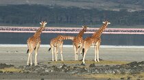 Lake Elementaita Guided Flamingoes Day Tour from Nairobi